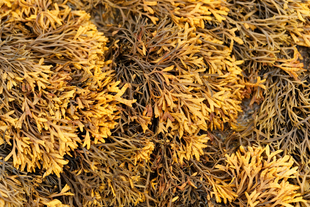 Brown Sea Herb
