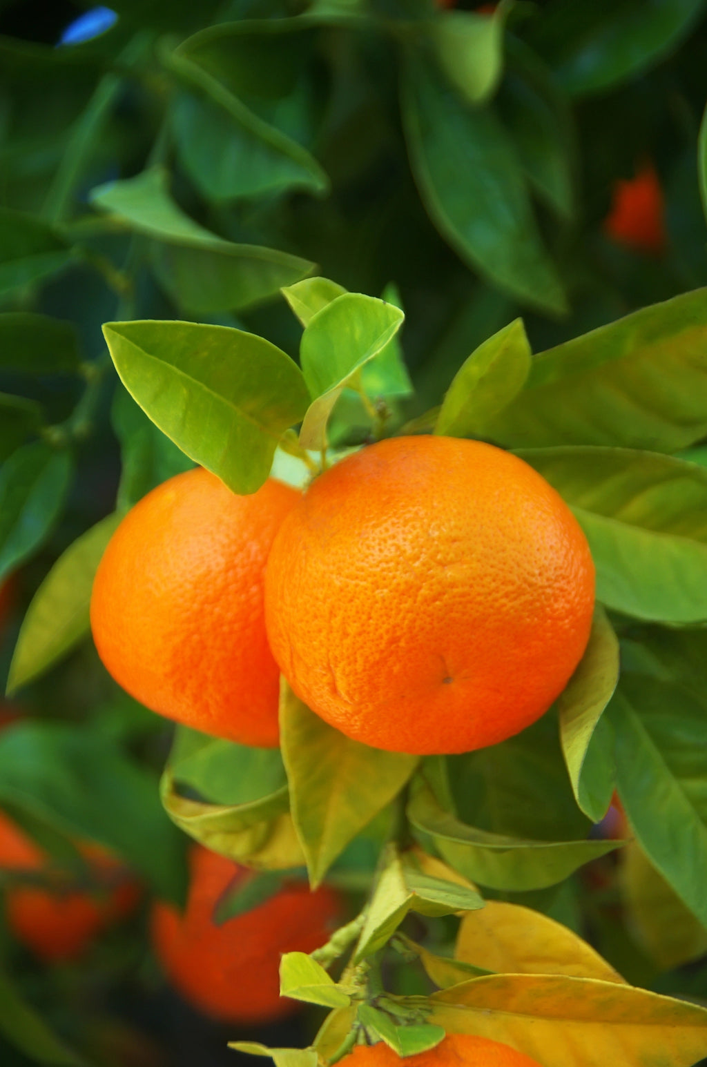 Calamondin Fruit