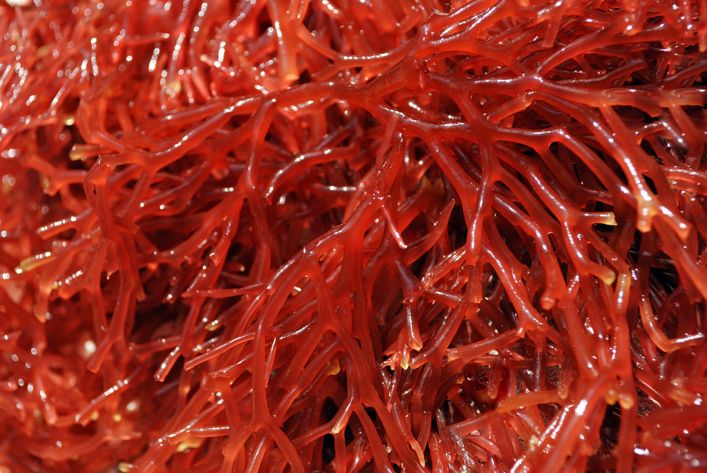 Red Seaweed