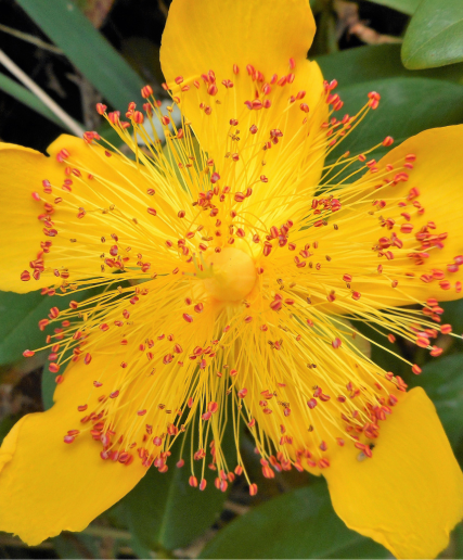 St. Johns Wort Extract